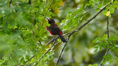 Red colored tanager hops to lower branch in green plant Stock Footage 123608123