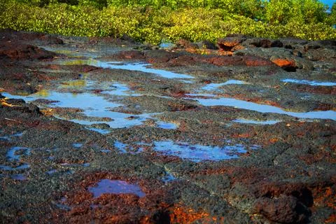 Red Colored Tidal Pools at Low Tide Stock Photos