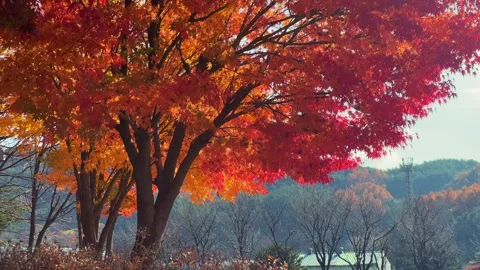 A red-colored tree in autumn Video stock 292520811