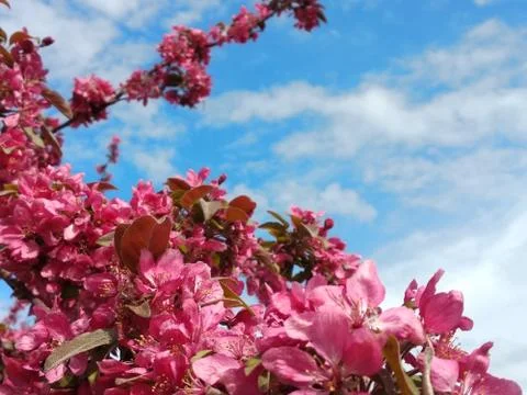 Red colored tree blossom with blue sky background Stock Photos