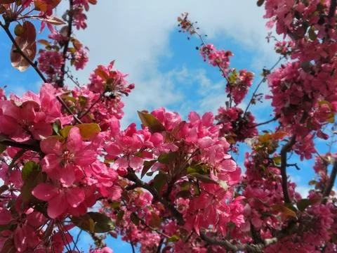 Red colored tree blossom with blue sky background Stock Photos