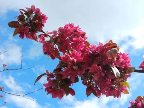 Red colored tree blossom with blue sky background Stock Photos