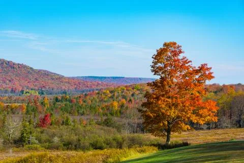 Red-colored tree with a forest in vibrant fall colous in the background Stock Photos