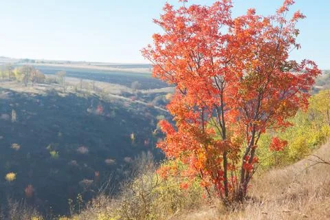 Red colored tree Stock Photos