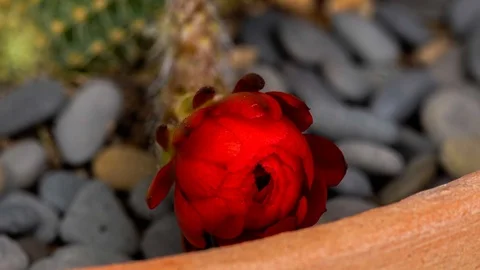 Red Colorful Flower Timelapse of Blooming Cactus Opening Stock Footage 127120341