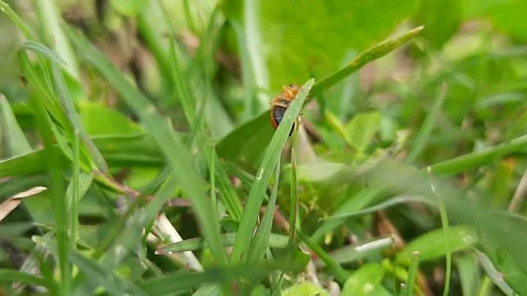 Red colour insect after the rain. Stock Footage 138379437