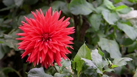 Red coloured explosion Dahlia Stock Footage 321473989