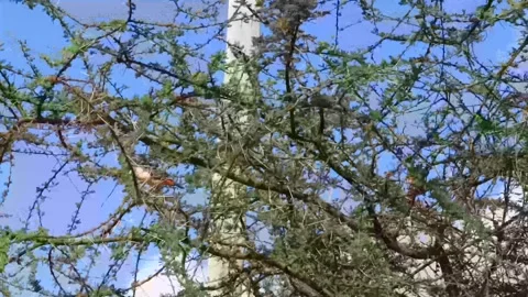 RED COLOURED FEATHERED BIRD FEEDING LEAVES Stock Footage 314973151
