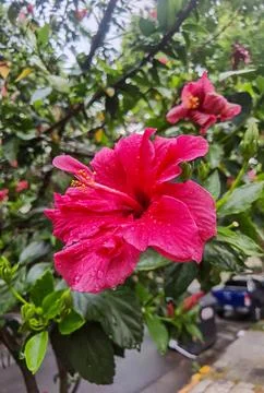 Red coloured hibiscus, spring, Buenos Aires, Argentina. Stock-Fotos