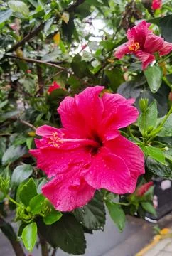 Red coloured hibiscus, spring, Buenos Aires, Argentina. Stock Photos