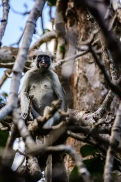Red colubus monkey 写真素材