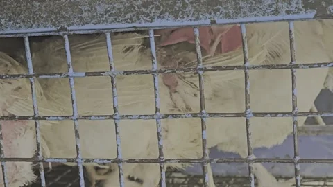Red comb chickens in cage 库存影片 320486397
