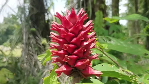 Red comb Video stock 234158441