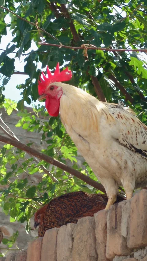 Red Comb Rooster Perched On Wall With Hens - 4k Vertical Footage Stock Footage 340480427