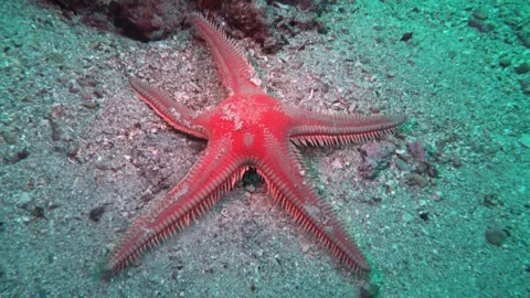 Red Comb Starfish on Sandy Seabed Stock Footage 315126317