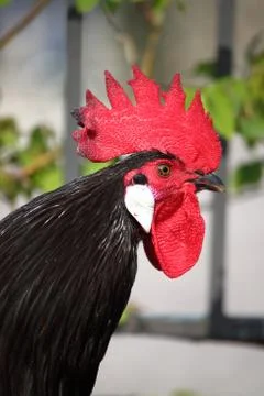 Red combed rooster Stock Photos
