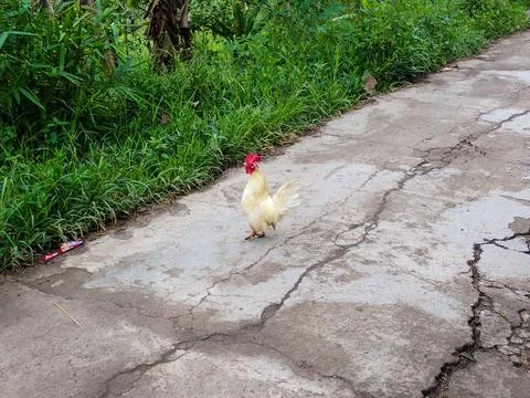 A red-combed rooster walks down a country road. Stock Photos