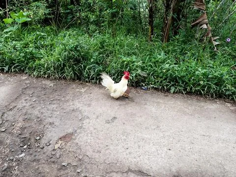 A red-combed rooster walks down a country road. Stock Photos