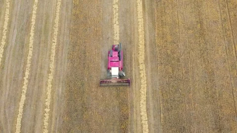 Red combine harvester working on wheat field during harvest season Stock Footage 298924975