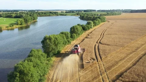 Red combine harvester working on wheat field near river Stock-Footage 310519891
