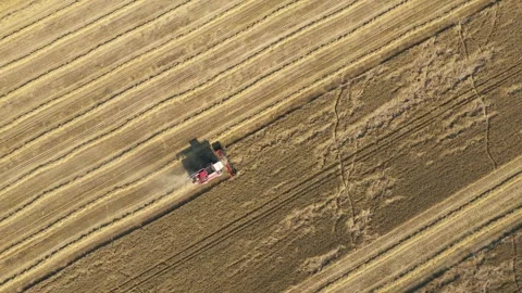 Red combine harvester working on wheat field during harvest season Stock Footage 311052805