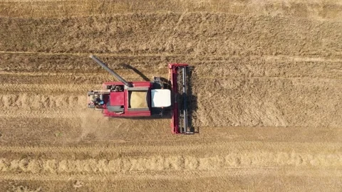 Red combine harvester working on wheat field Stock Footage 312451109