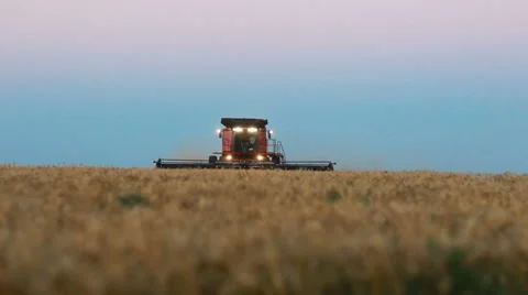Red Combine Harvests Wheat at Dusk (Kansas USA) Stock Footage