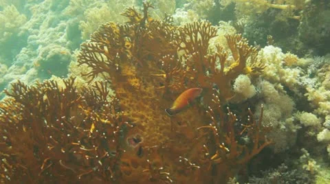 Red commen eye fish Stock Footage 22641439