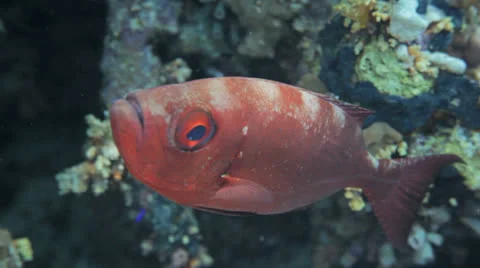 Red commen eye fish Stock Footage 22725214