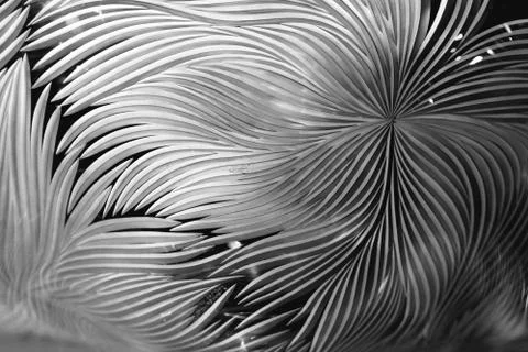 Red composition of multiple directional lines. Crystal, sandblasting, matting Stock Photos