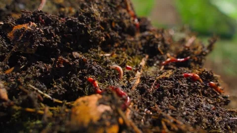 Red compost worms crawling in dark humus soil close-up Vídeos de archivo 341747905