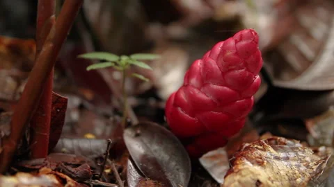 Red Cone Forest Flower 2, Schwaner Muller Mountains, Borneo Stock Footage 142853725