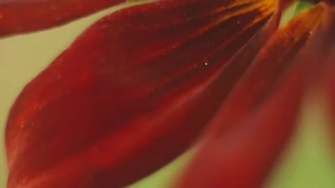 Red Coneflower Video stock 82238314
