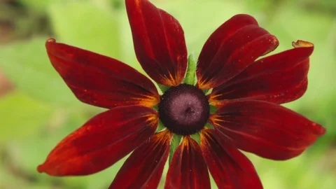 Red Coneflower Video stock 82240517