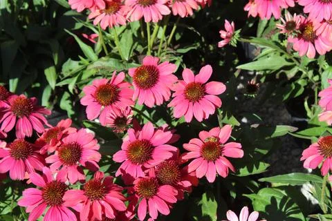 A red coneflower Stock Photos