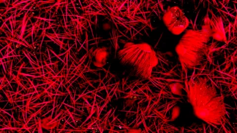 Red contrast with cross line pattern and falling flower Stock Photos