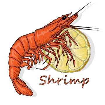 Red cooked prawn or tiger shrimp vector illustration isolated on white backgr Stock Illustration