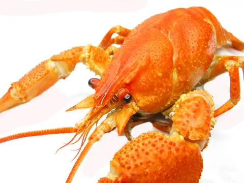 Red cooked river lobster Stock Photos