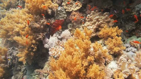 Red coral gouper swims at the reef Stock Footage 22641453