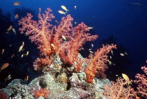 Red Coral Stock Photos