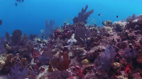 Red Coral Reef 2 스톡 동영상 19083489