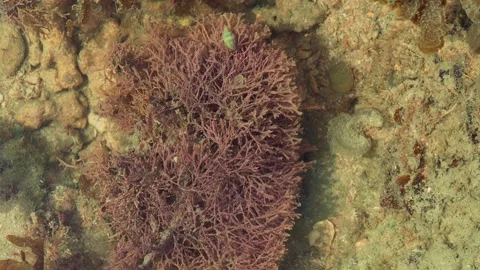Red Coralline Algae Growing on Tropical Reef Flat at Low Tide Stock Footage 337985505