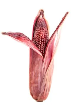 Red corn on isolate. Stock Photos