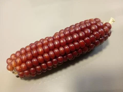 Red corn isolated. beautiful close up Stock Photos