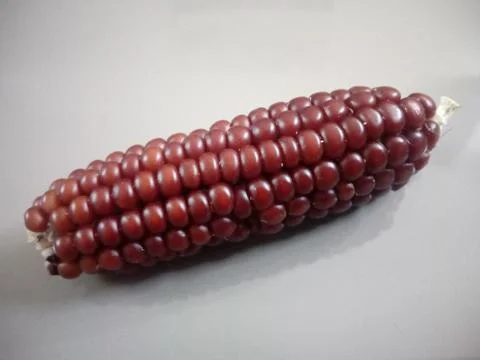 Red corn isolated. beautiful close up Stock Photos