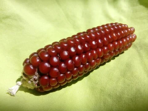 Red corn isolated. beautiful close up Stock Photos