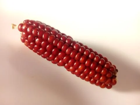 Red corn isolated. beautiful close up Stock Photos