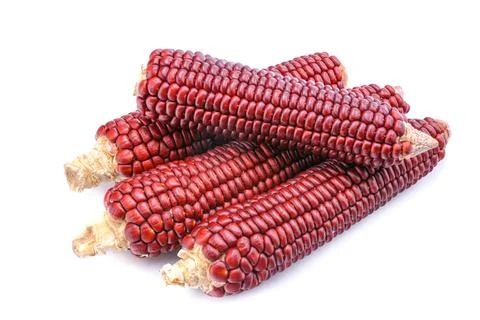 Red corn isolated on a white background.Cobs of Ruby Queen or Red sweet corn. Stock Photos