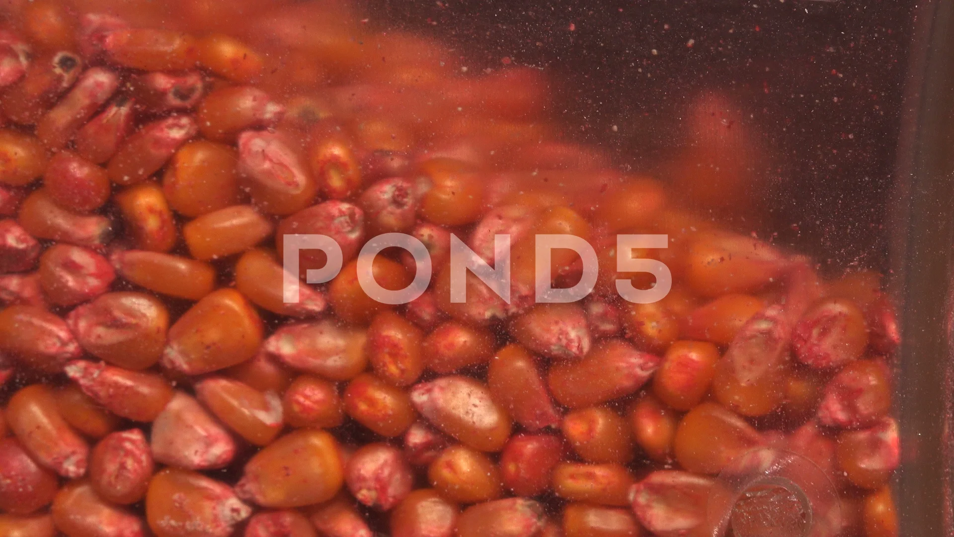 Red Corn Maize Seed In Seeding Machine Stock Video Pond5