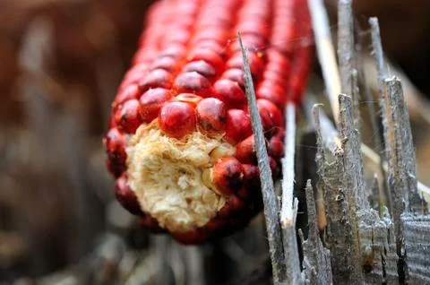 Red corn Stockfoto's